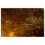 Trembling Earth: A Transcendental Trip Through the Okefenokee