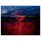 Trembling Earth: A Transcendental Trip Through the Okefenokee