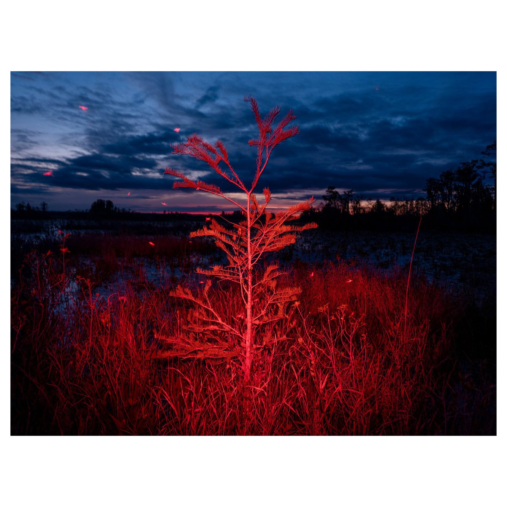 Trembling Earth: A Transcendental Trip Through the Okefenokee