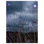 Trembling Earth: A Transcendental Trip Through the Okefenokee