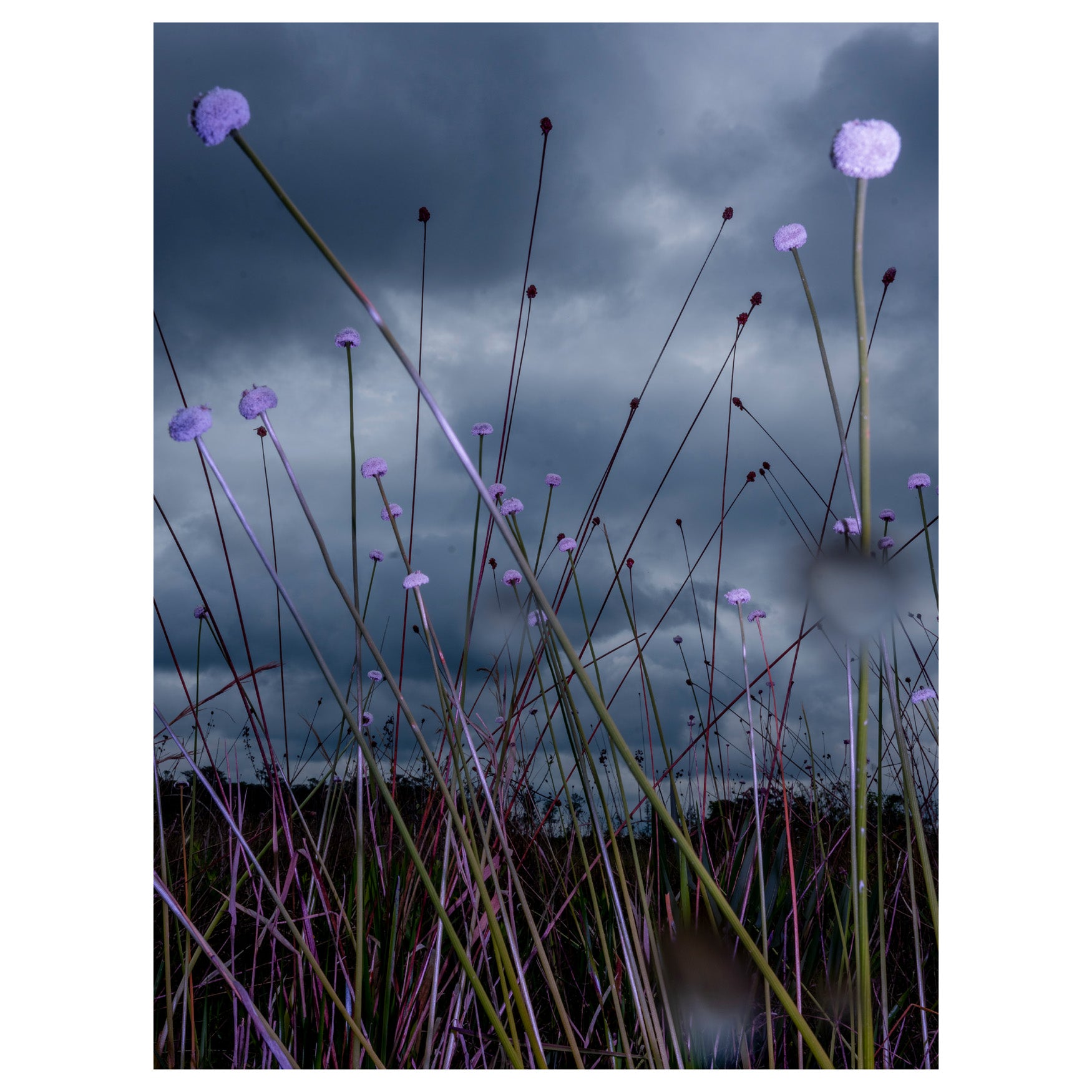 Trembling Earth: A Transcendental Trip Through the Okefenokee