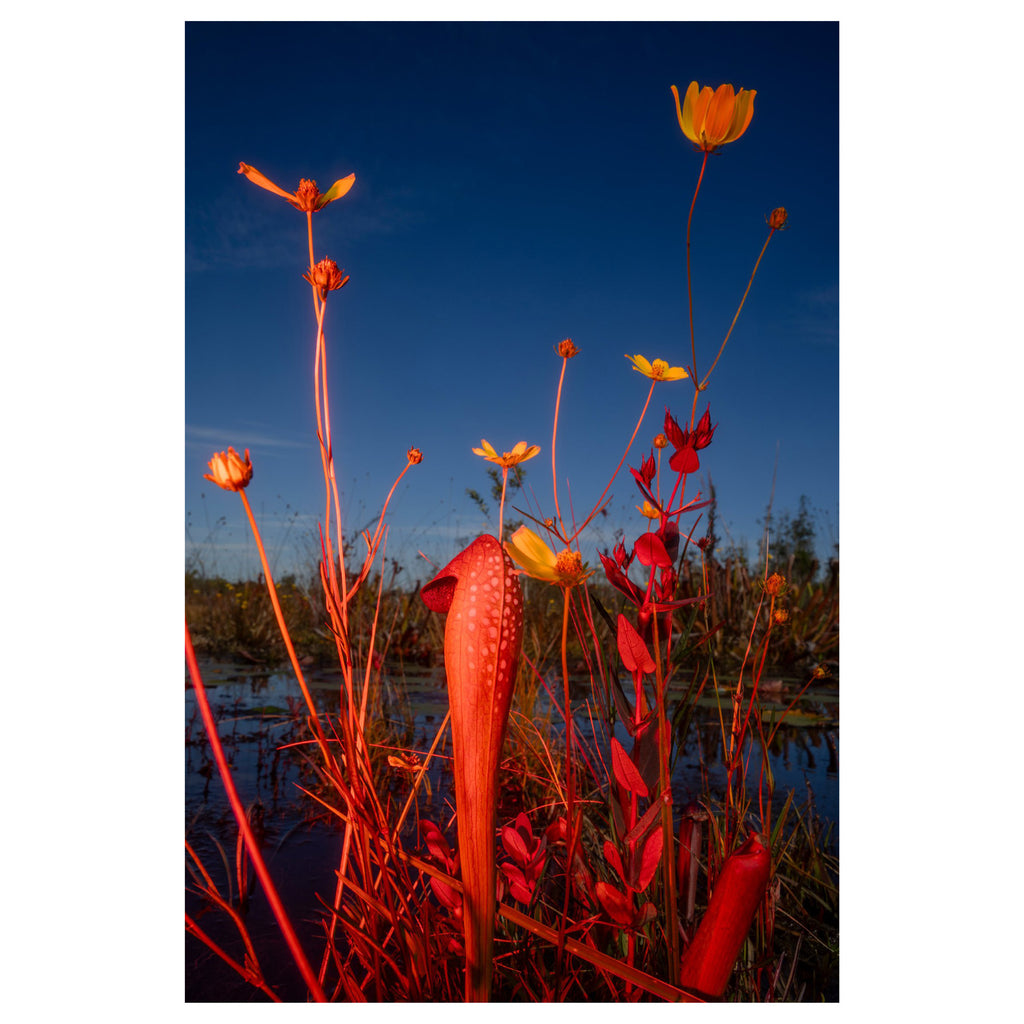 Trembling Earth: A Transcendental Trip Through the Okefenokee