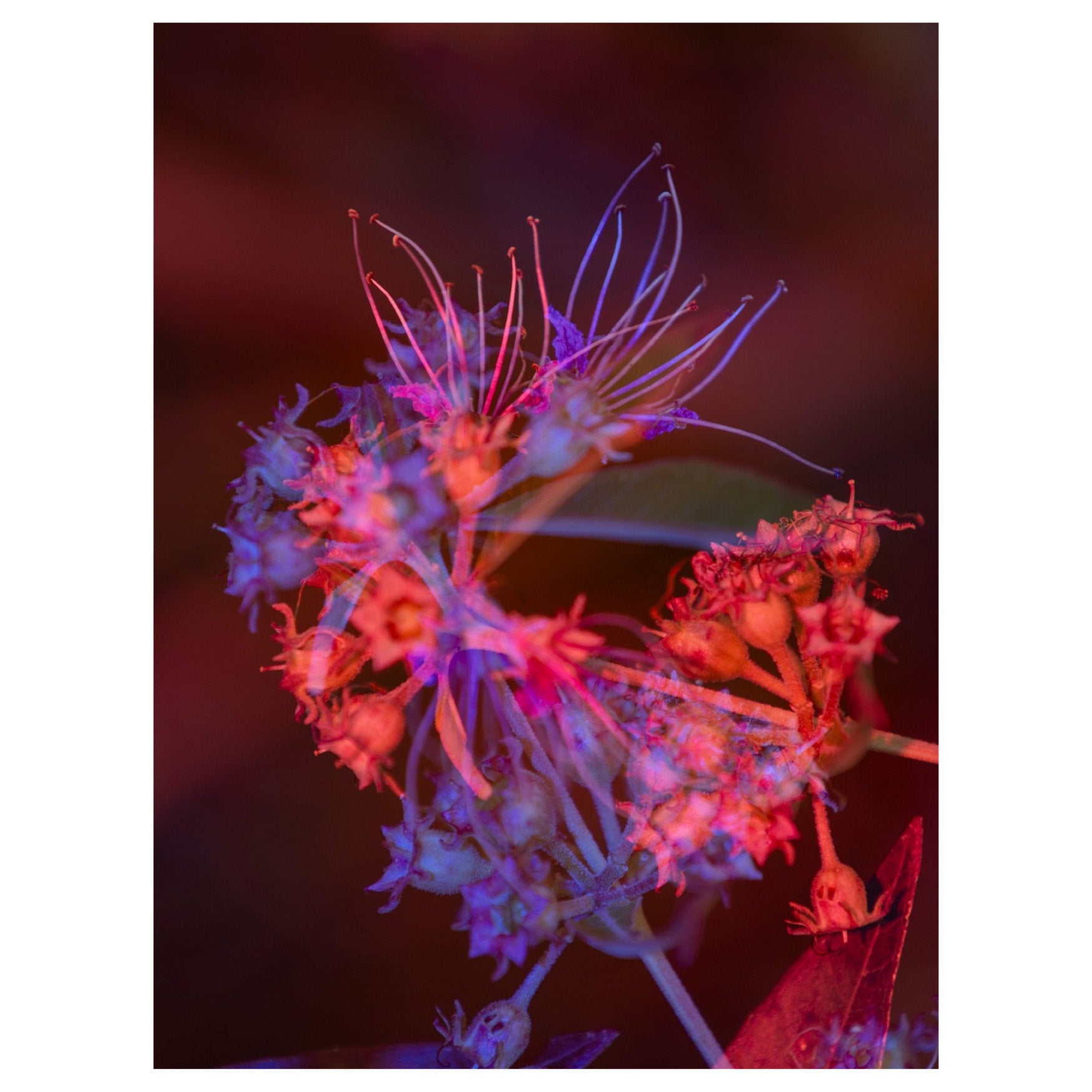 Trembling Earth: A Transcendental Trip Through the Okefenokee