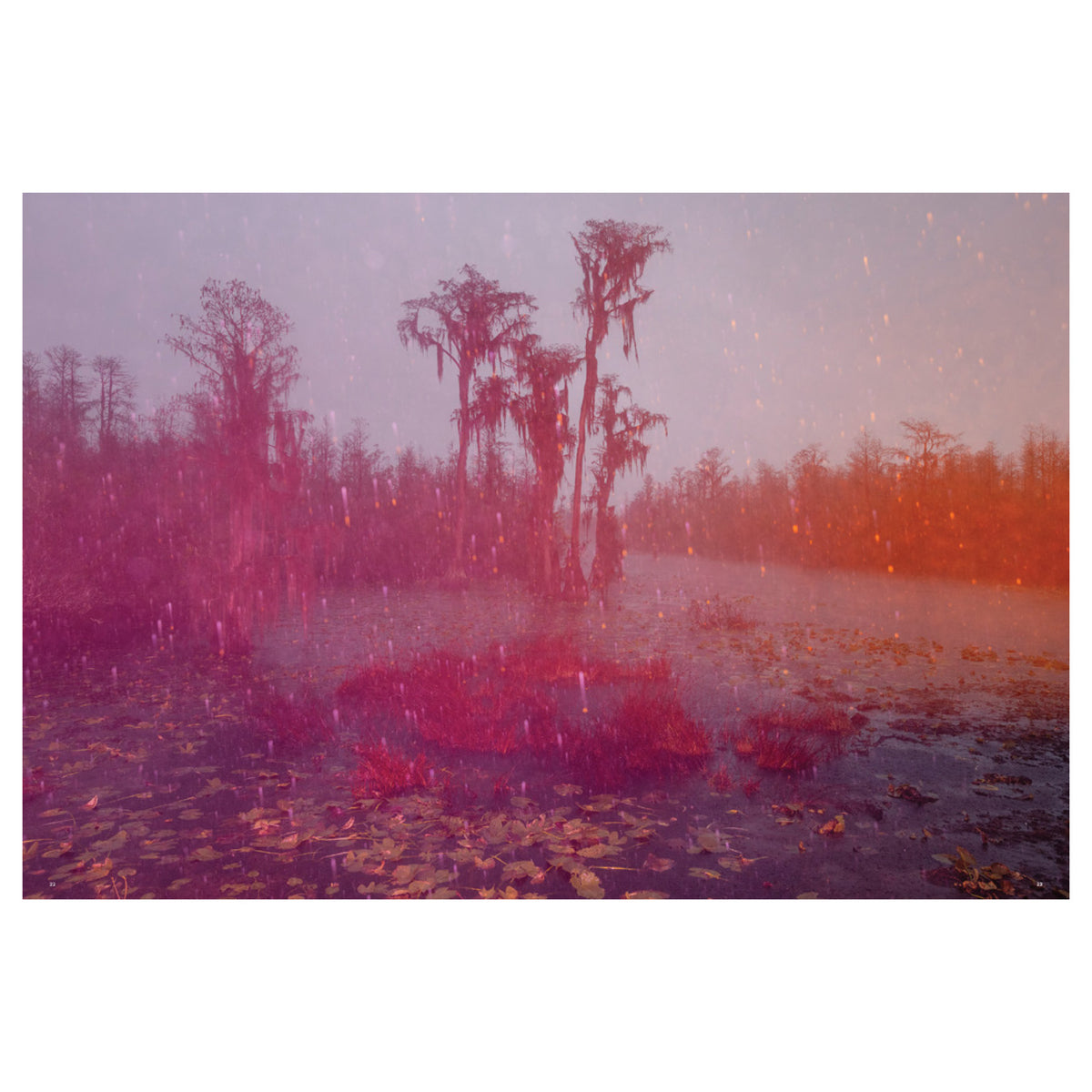 Trembling Earth: A Transcendental Trip Through the Okefenokee